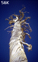 Gnarled Tree (56K)
