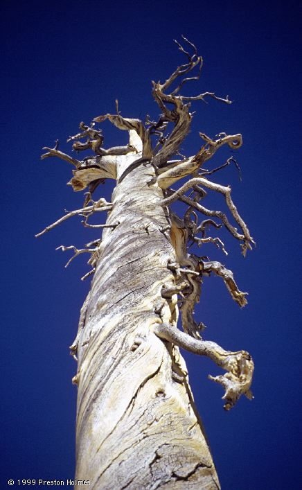 Gnarled Tree