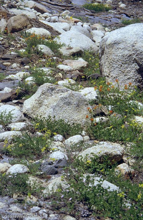 Wild Flowers