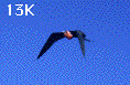 Frigate in Flight (13K)