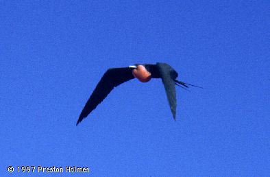 Frigate in Flight