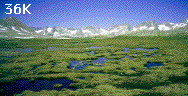 Alpine Marsh (36K)
